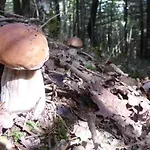 De Rarounette Au Coeur Des Vosges 別荘