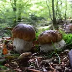 Holiday home De Rarounette Au Coeur Des Vosges Celles-sur-Plaine