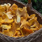 De Rarounette Au Coeur Des Vosges * Celles-sur-Plaine