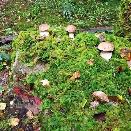 度假居 De Rarounette Au Coeur Des Vosges *