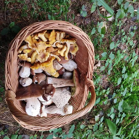 Hébergement de vacances De Rarounette Au Coeur Des Vosges *