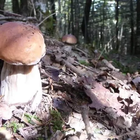 De Rarounette Au Coeur Des Vosges Hébergement de vacances