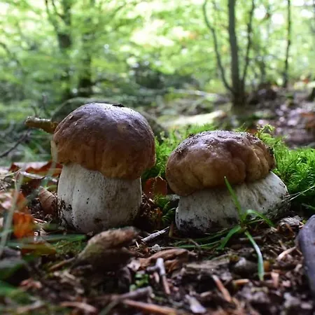 Feriehus De Rarounette Au Coeur Des Vosges Celles-sur-Plaine