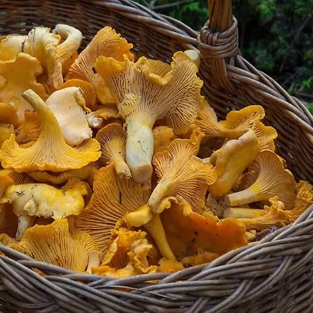 De Rarounette Au Coeur Des Vosges * Celles-sur-Plaine