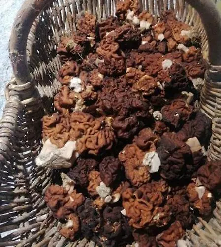 De Rarounette Au Coeur Des Vosges 度假居 *