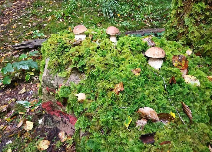 度假居 De Rarounette Au Coeur Des Vosges *