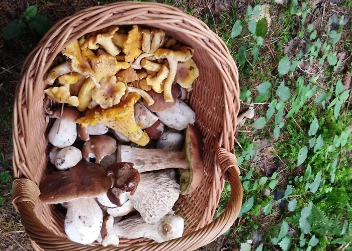 度假居 De Rarounette Au Coeur Des Vosges *