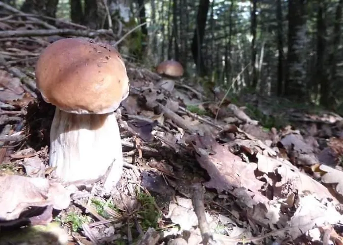 De Rarounette Au Coeur Des Vosges 펜션