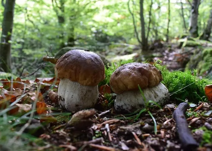 度假居 De Rarounette Au Coeur Des Vosges Celles-sur-Plaine