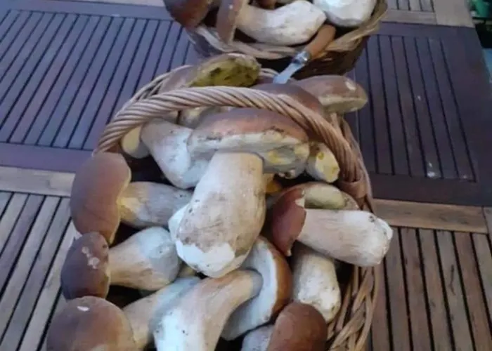 펜션 De Rarounette Au Coeur Des Vosges Celles-sur-Plaine