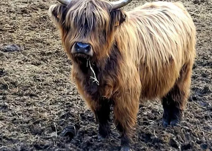 De Rarounette Au Coeur Des Vosges *